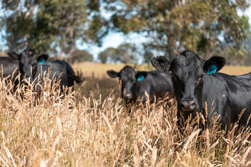 beautiful black angus cattle in Australia  eating grass, grazing on pasture. Herd of cows free range beef being regenerative raised on an agricultural farm. Sustainable farming