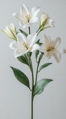 Fototapeta premium Elegant floral arrangement featuring pristine white lilies against a serene backdrop for nature inspired design