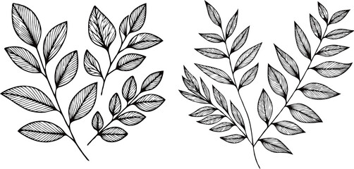 Illustrator Artwork Hand Drawn Vintage Sketch Drawing, green leaves Line Art, Plants Collection branches Floral elements, set of Botanical Illustration Outline leaf, branch Black And White leaves