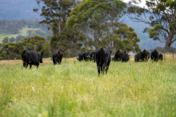 beautiful black angus cattle in Australia  eating grass, grazing on pasture. Herd of cows free range beef being regenerative raised on an agricultural farm. Sustainable farming