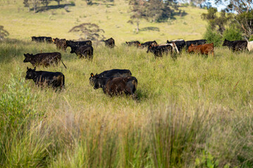 beautiful black angus cattle in Australia  eating grass, grazing on pasture. Herd of cows free...