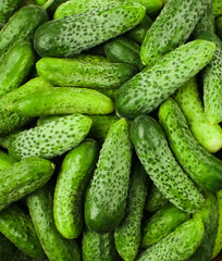 Cucumber close up shot. Cucumber harvest season concept. Vegetables for healthy eating