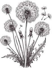 Obraz premium png Hand drawn dandelions sketch, dandelion buds flower, leaf, set of spring flowers vector, illustration outline drawing, botanical black and white line art, lineart leaves and stems in engraving