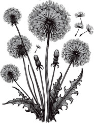 Obraz premium png Hand drawn dandelions sketch, dandelion buds flower, leaf, set of spring flowers vector, illustration outline drawing, botanical black and white line art, lineart leaves and stems in engraving