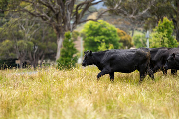 beautiful black angus cattle in Australia  eating grass, grazing on pasture. Herd of cows free range beef being regenerative raised on an agricultural farm. Sustainable farming