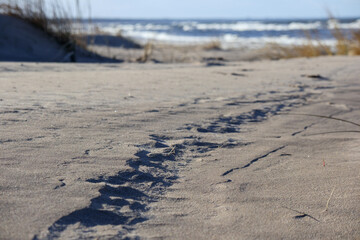 
sandy beach with transport tire prints and the sea in the background.
