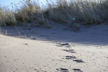 
sand with footprints and tall grass in the background.