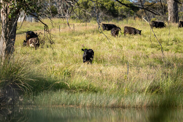 beautiful black angus cattle in Australia  eating grass, grazing on pasture. Herd of cows free...