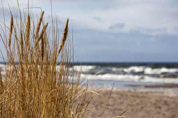 
beach with tall grass, sand and sea in the background.