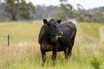 beautiful black angus cattle in Australia  eating grass, grazing on pasture. Herd of cows free...