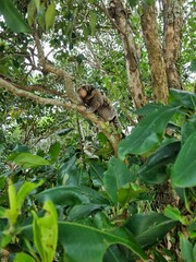 Naklejka premium Sagui com filhote