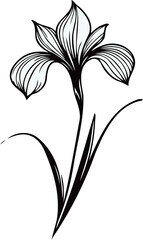 PNG Hand drawn iris sketch, irises buds flower, leaf, set of spring flowers vector, illustration outline drawing, botanical black and white line art, lineart leaves and stems in engraving
