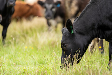 beautiful black angus cattle in Australia  eating grass, grazing on pasture. Herd of cows free...