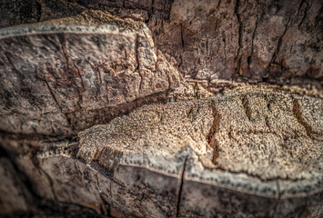 A Close-up of a Palm Tree Trunk