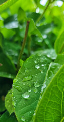 green leaf with water drops