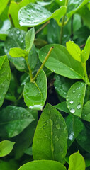 green leaves with water drops