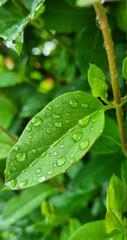 green leaf with water drops