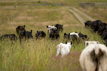beautiful black angus cattle in Australia  eating grass, grazing on pasture. Herd of cows free range beef being regenerative raised on an agricultural farm. Sustainable farming