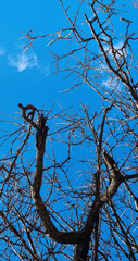 tree branches against blue sky