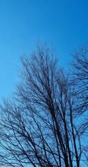 Dark silhouette of tree branches against a blue sky