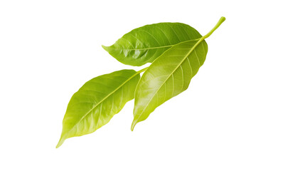 Obraz premium Three Fresh Curry Leaves Isolated, Representing Culinary Herbs and Spices Ingredient