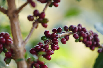 Coffee beans borne on trees in farms and gardens, raw coffee beans in the growing season and drops of water in the morning.