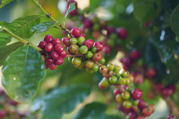 Coffee beans borne on trees in farms and gardens, raw coffee beans in the growing season and drops of water in the morning.