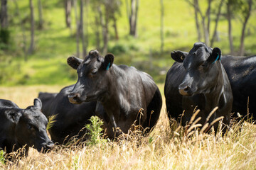 beautiful black angus cattle in Australia  eating grass, grazing on pasture. Herd of cows free range beef being regenerative raised on an agricultural farm. Sustainable farming