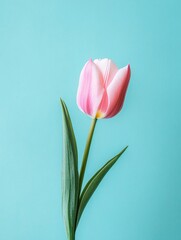Fresh Pink Tulip