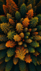Fototapeta premium Aerial view of a dense forest canopy 