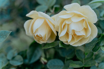 優雅なクリーム色のバラの花