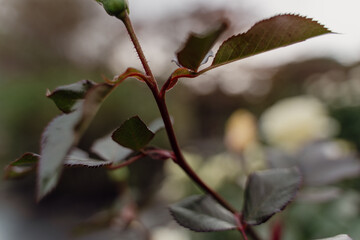 新芽とバラの葉のクローズアップ