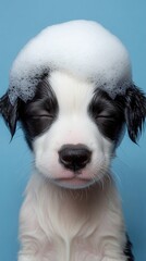 Adorable border collie puppy enjoying a gentle bath with foamy shampoo against a serene blue background in studio shot