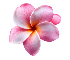 Fototapeta premium Pink Plumeria flower isolated on transparent background