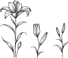 PNG, Hand drawn lilies sketch, lily buds flower, set of flowers vector, illustration outline, botanical black and white line art, lineart leaves and stems in engraving style
