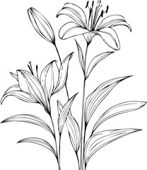 PNG, Hand drawn lilies sketch, lily buds flower, set of flowers vector, illustration outline, botanical black and white line art, lineart leaves and stems in engraving style