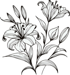 PNG, Hand drawn lilies sketch, lily buds flower, set of flowers vector, illustration outline, botanical black and white line art, lineart leaves and stems in engraving style