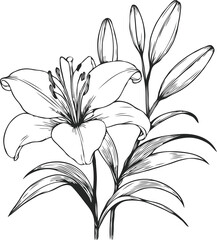 PNG, Hand drawn lilies sketch, lily buds flower, set of flowers vector, illustration outline, botanical black and white line art, lineart leaves and stems in engraving style