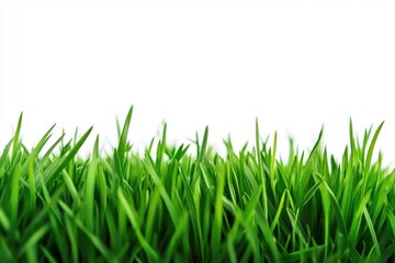Obraz premium Lush green grass landscape for nature lovers, ideal for eco-conscious designs and organic lifestyle themes, perfect for outdoor enthusiasts and environmental projects