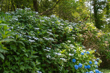 アジサイの咲く丘、初夏の庭園風景