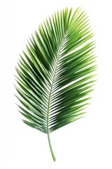 Obraz premium Vivid green palm frond against a stark white backdrop in a minimalist style showcasing tropical botanical beauty and natural elegance for design projects