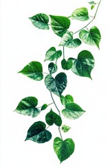 Lush green vine with heart shaped leaves cascading down against a clean white background botanical beauty