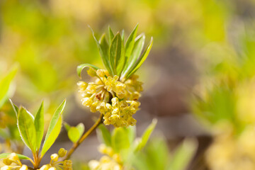 クロモジ咲く春