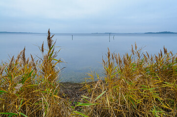 Golden reeds sway gently at the water's edge of the tranquil ocean, reflecting the overcast sky during early morning light.