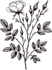 PNG Big set of vintage rose flowers, roses  buds, leaves and stems in engraving style. Hand drawn realistic rosebuds. Decorative vector botanical elements for tattoo, greeting card, wedding invitation