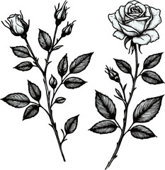 PNG Big set of vintage rose flowers, roses  buds, leaves and stems in engraving style. Hand drawn realistic rosebuds. Decorative vector botanical elements for tattoo, greeting card, wedding invitation