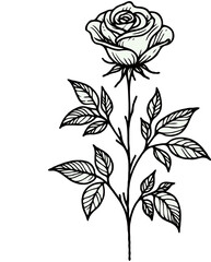PNG Hand drawn vintage Doodle sketch drawing, rose flower, Collection leaves, set of flowers, Botanical illustration flowers outline, black and white roses line art, plant buds, leaf stem, cards
