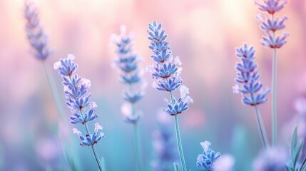 Naklejka premium Soft-focus lavender and violet gradient blur, perfect for serene and calming designs.