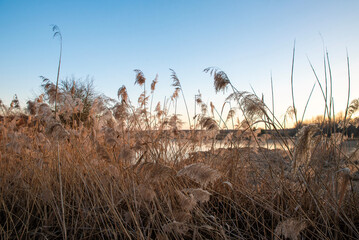 Dry reeds near a frozen river in winter