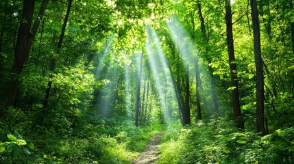 Fototapeta premium Sunbeams illuminate a lush green forest path. Vibrant foliage surrounds a dirt trail, creating a serene and tranquil atmosphere. Sunlight filters